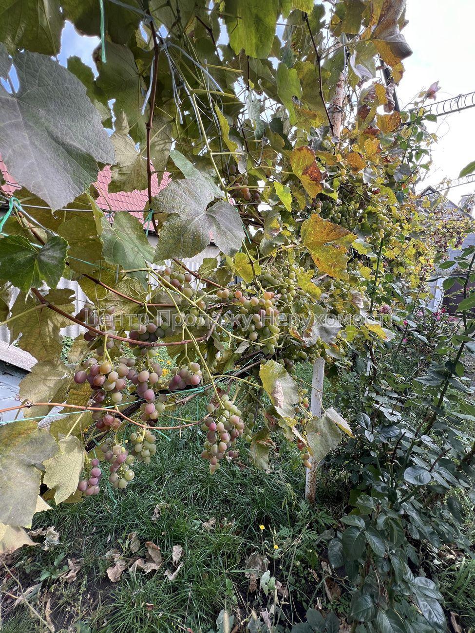 Фото Затишний будинок зі зручним розташуванням та облаштованим подвір'ям22