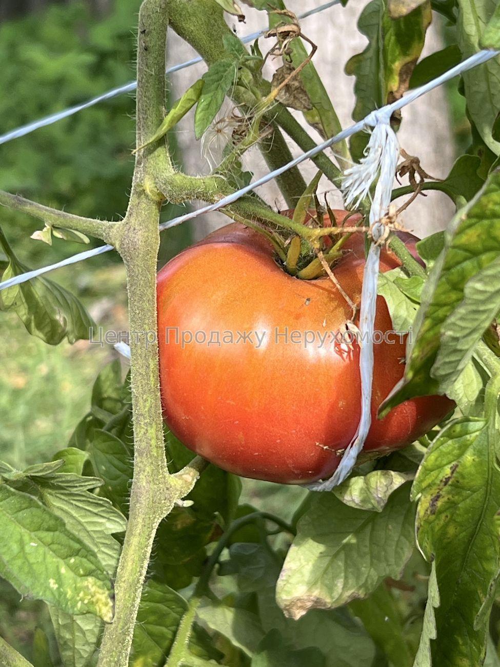 Фото Затишний будинок зі зручним розташуванням та облаштованим подвір'ям17