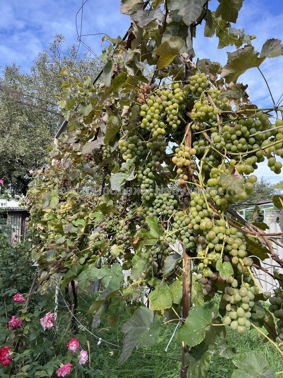 Фото Затишний будинок зі зручним розташуванням та облаштованим подвір'ям16